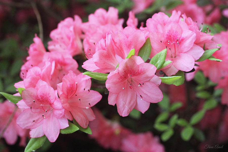 Pretty Pink Azalea Blossoms Photograph by Trina Ansel