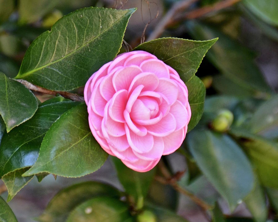 Pretty Pink Camellia  Photograph by Carol Bradley