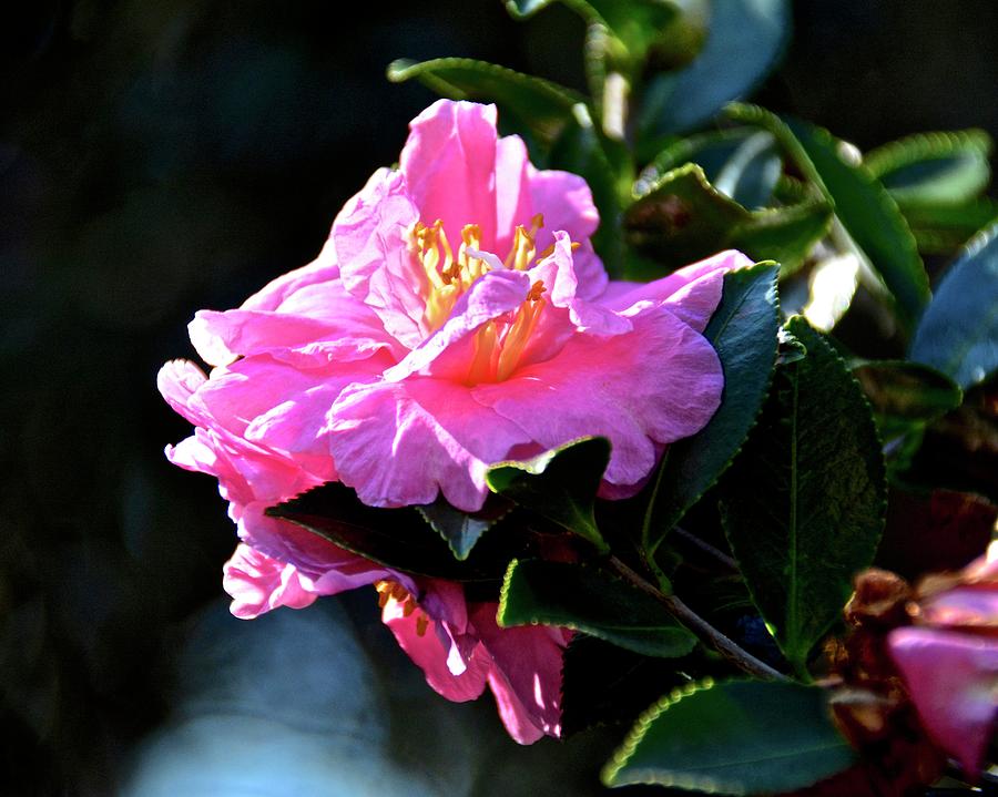 Pretty Pink Camellia Sasanqua Photograph by Carol Bradley
