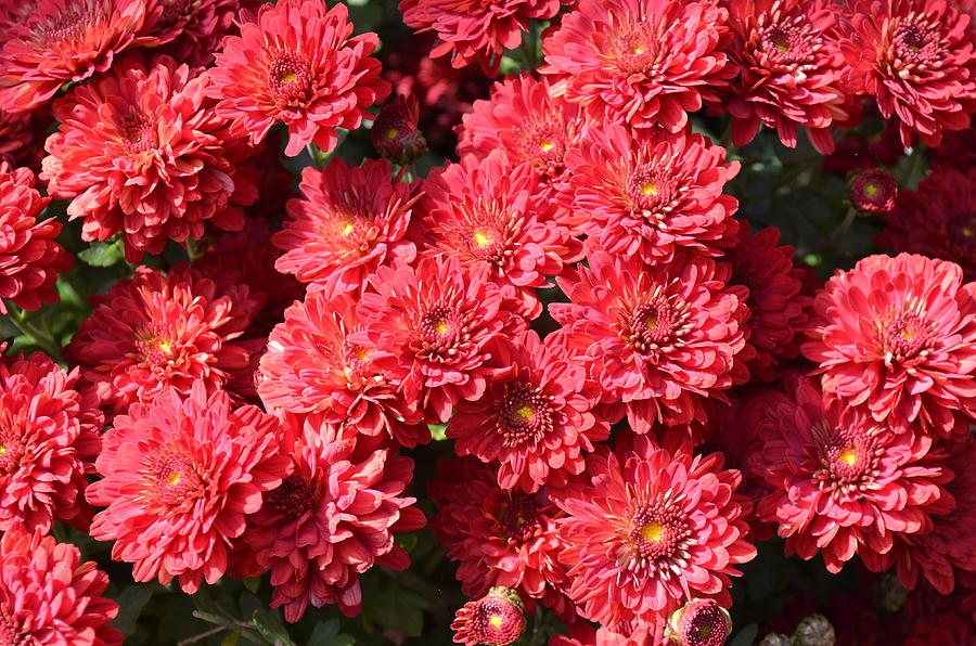 Pretty Pink Chrysanthemums Photograph by Ally  White