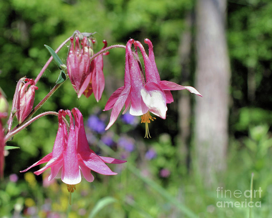 Pretty Pink Columbine Photograph by Smilin Eyes Treasures