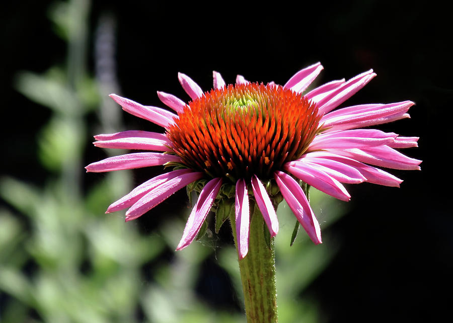 Pretty Pink Coneflower Photograph by Rona Black
