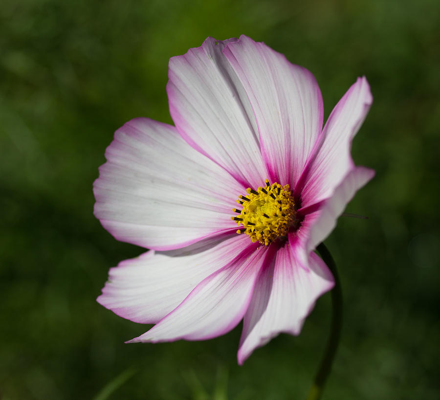 Nature Photograph - Pretty Pink Cosmos 1 by Mo Barton