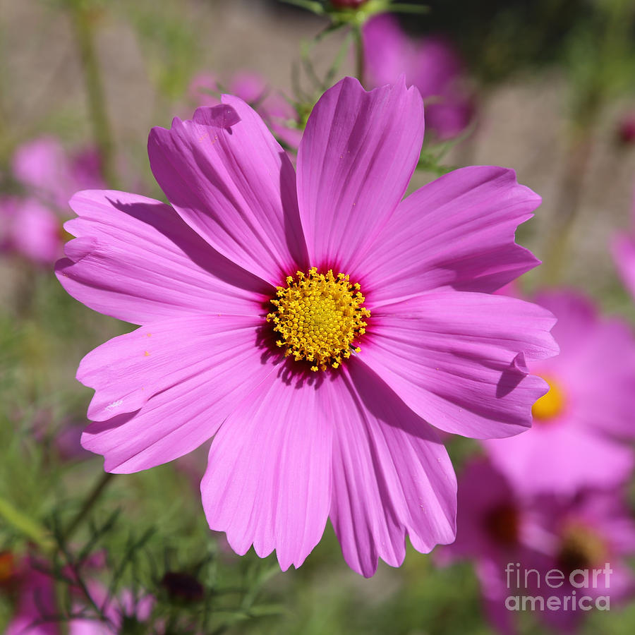 Pretty Pink Cosmos Square Photograph by Carol Groenen