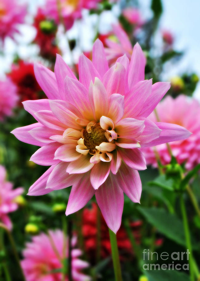 Pretty Pink Dahlia Photograph