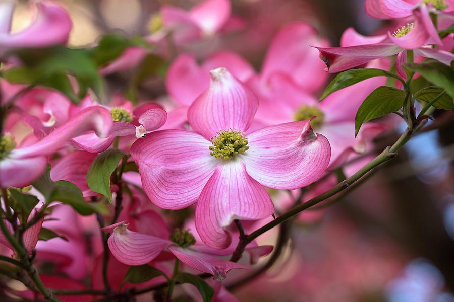 Pretty pink dogwood Photograph by Lynn Hopwood