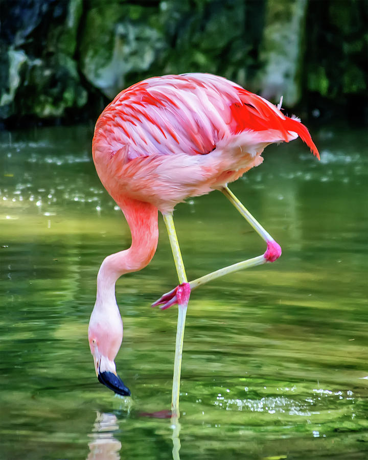 Pretty Pink Flamingo Photograph by Anthony Murphy