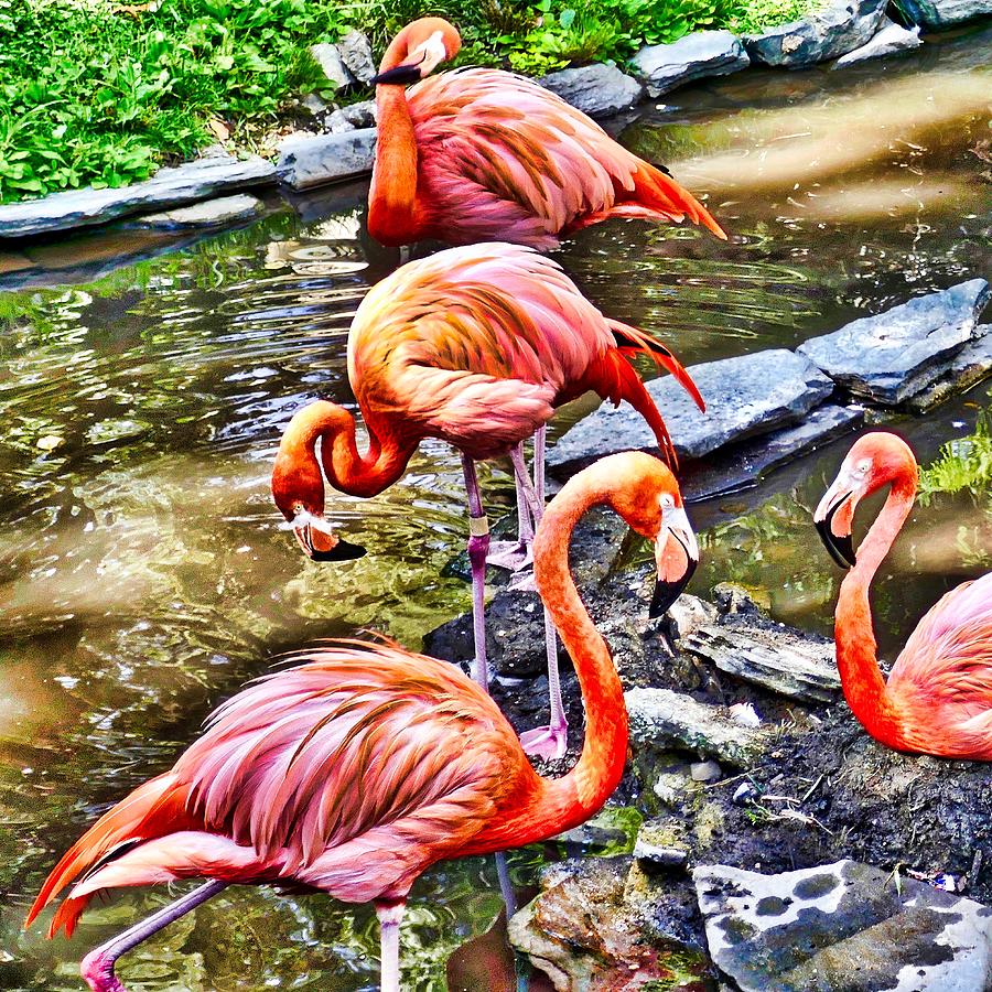 Pretty pink Flamingos Photograph by Joan Reese