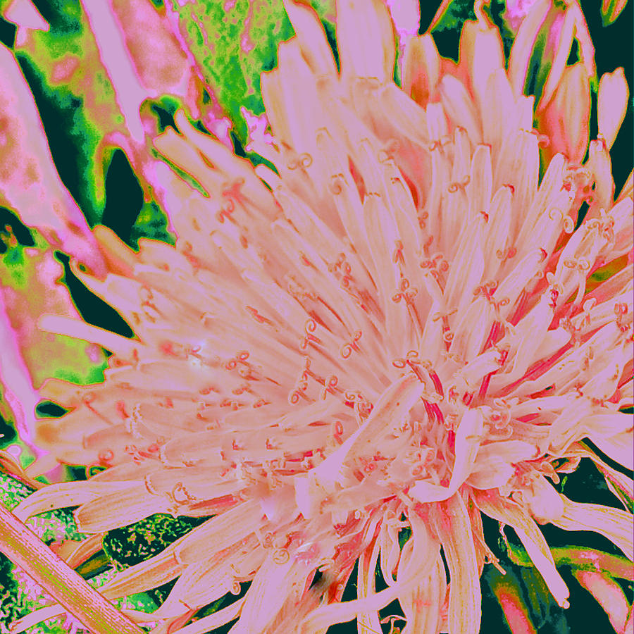Abstract Digital Art - Pretty Pink Flower Abstract by Brandi Fitzgerald