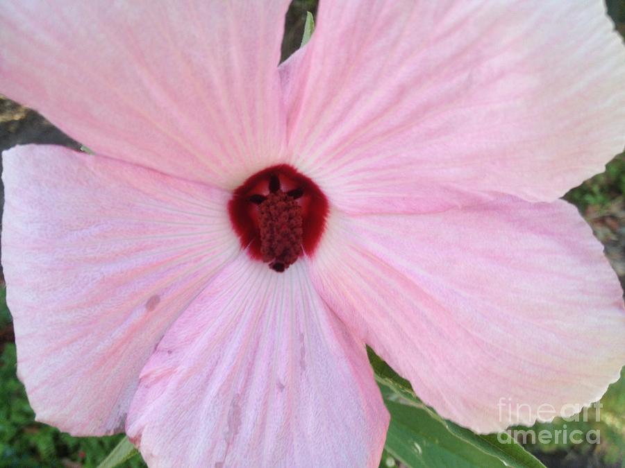 Hibiscus in Pink and Raspberry  Photograph by By Divine Light
