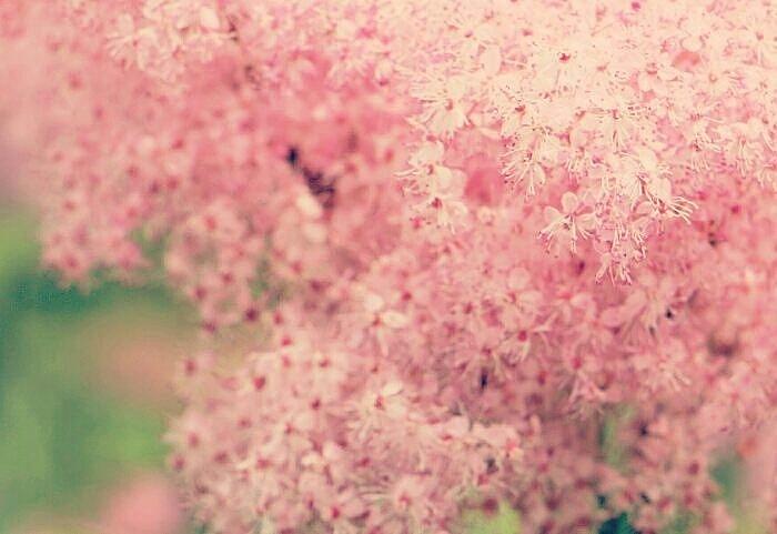 Pretty Pink Flower Tree Photograph by The Art Of Marilyn Ridoutt-Greene