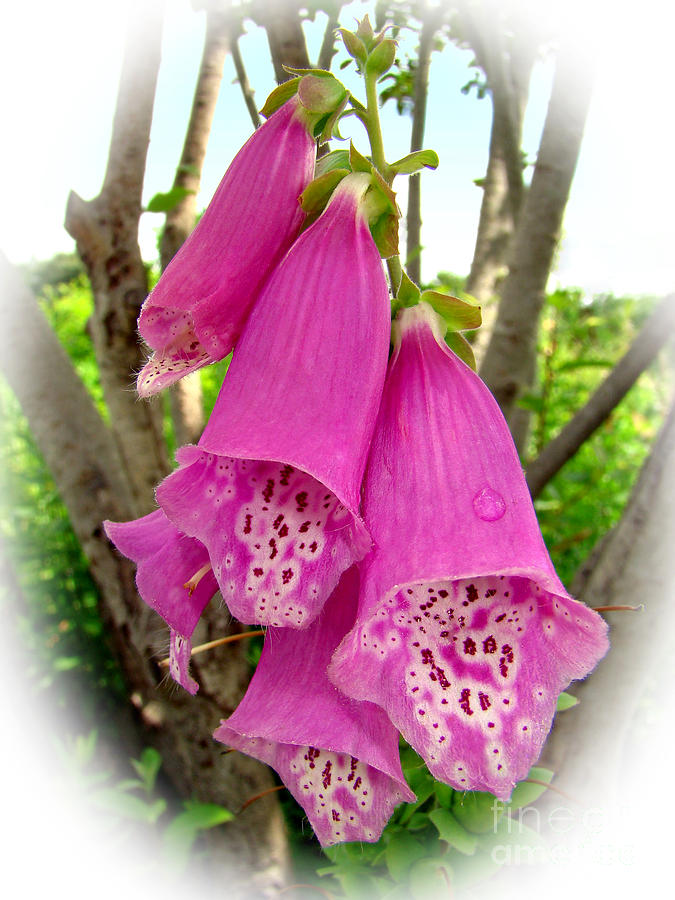 Pretty Pink Foxgloves Photograph by Sue Melvin
