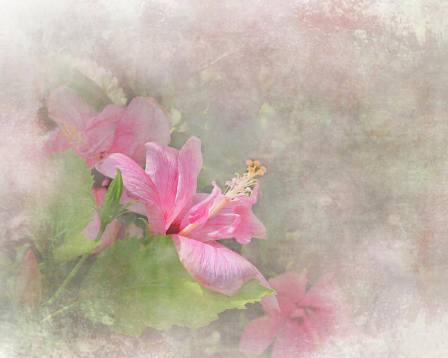 Pretty Pink Hibiscus Digital Art by Michele A Loftus