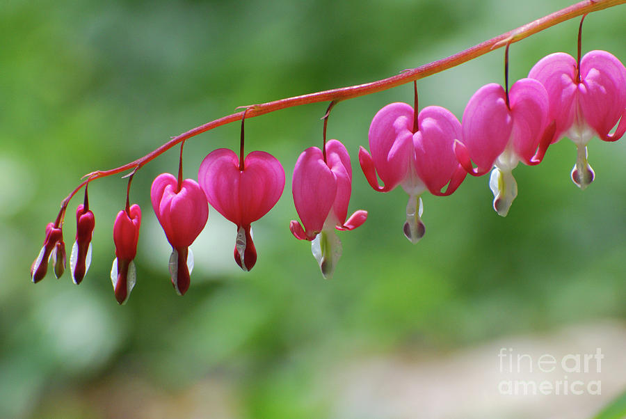 Pretty Pink Lyre Flower Blossoms Photograph by DejaVu Designs