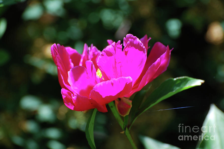 Pretty Pink Peony Flower Blossom in a Garden Photograph by DejaVu Designs