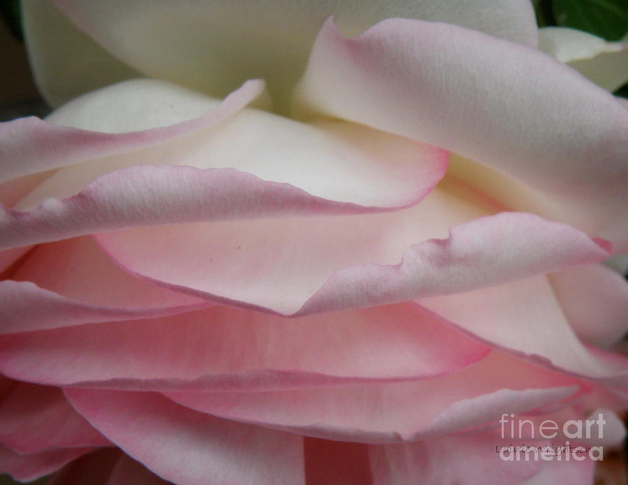 Pretty Pink Petals Photograph by Lainie Wrightson