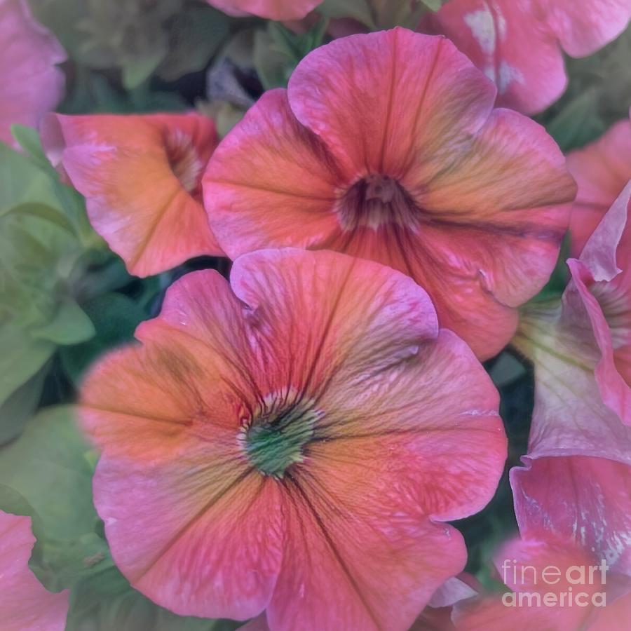 Pretty Pink Petunia Art Photograph by Luther Fine Art