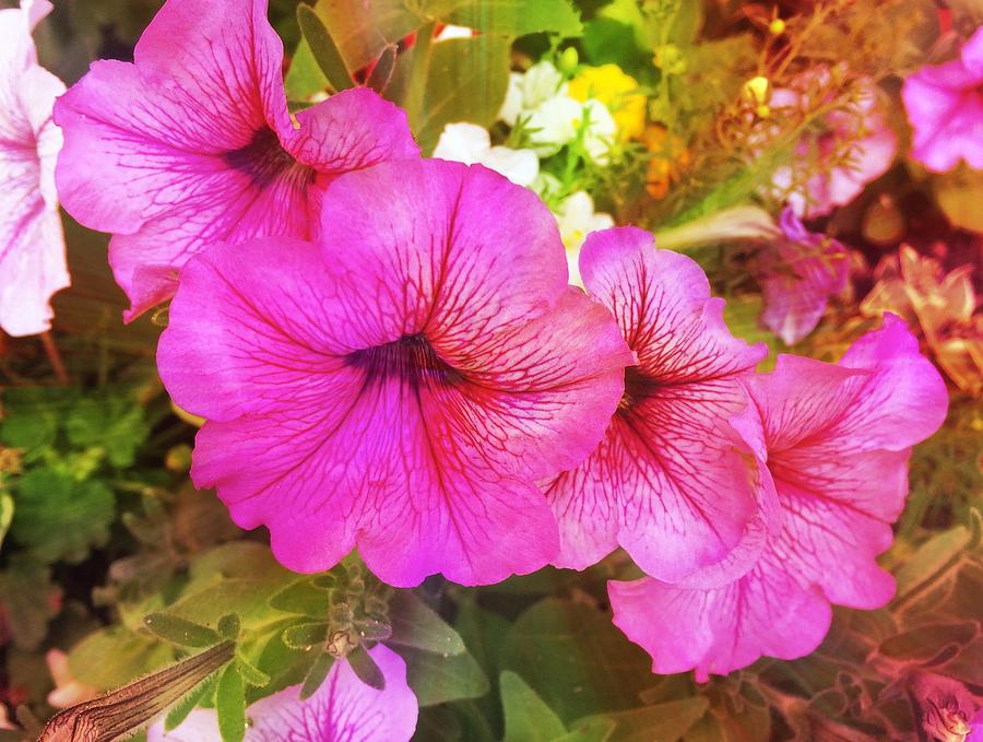 Pretty Pink Petunias Photograph by Femina Photo Art By Maggie