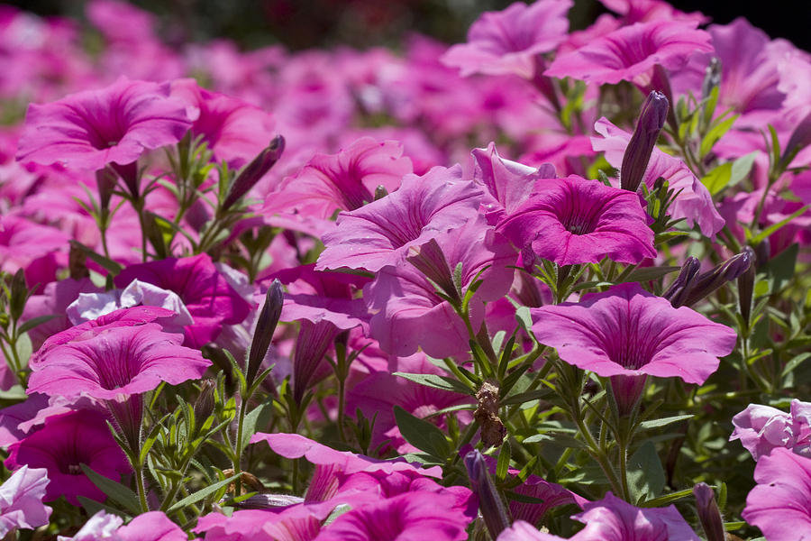 Flower Photograph - Pretty Pink Petunias by Vernis Maxwell