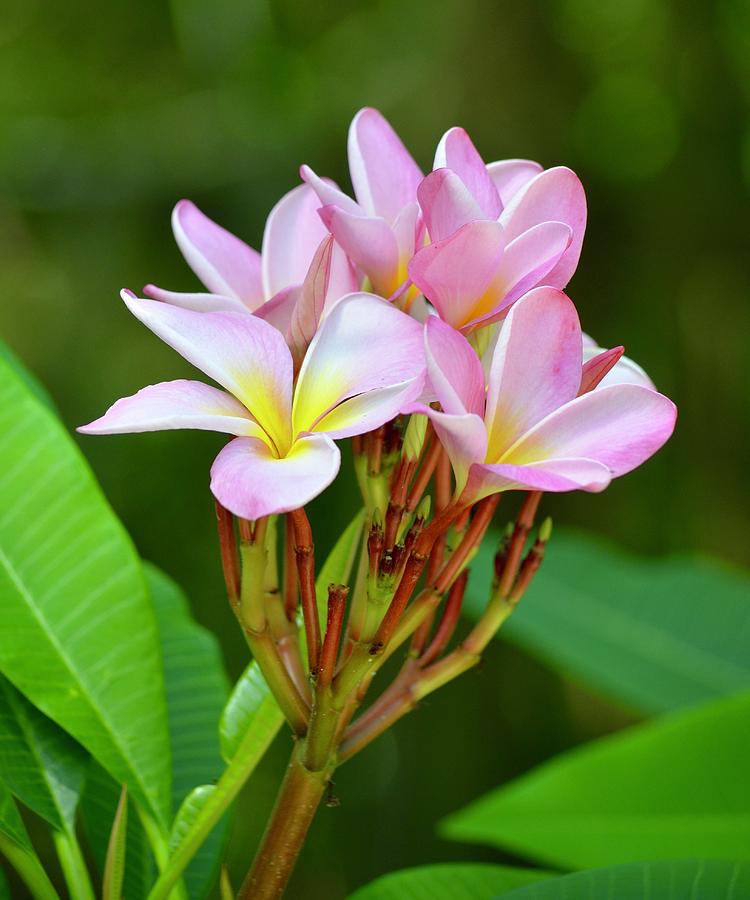 Pretty Pink Plumeria Photograph by Richard Bryce and Family