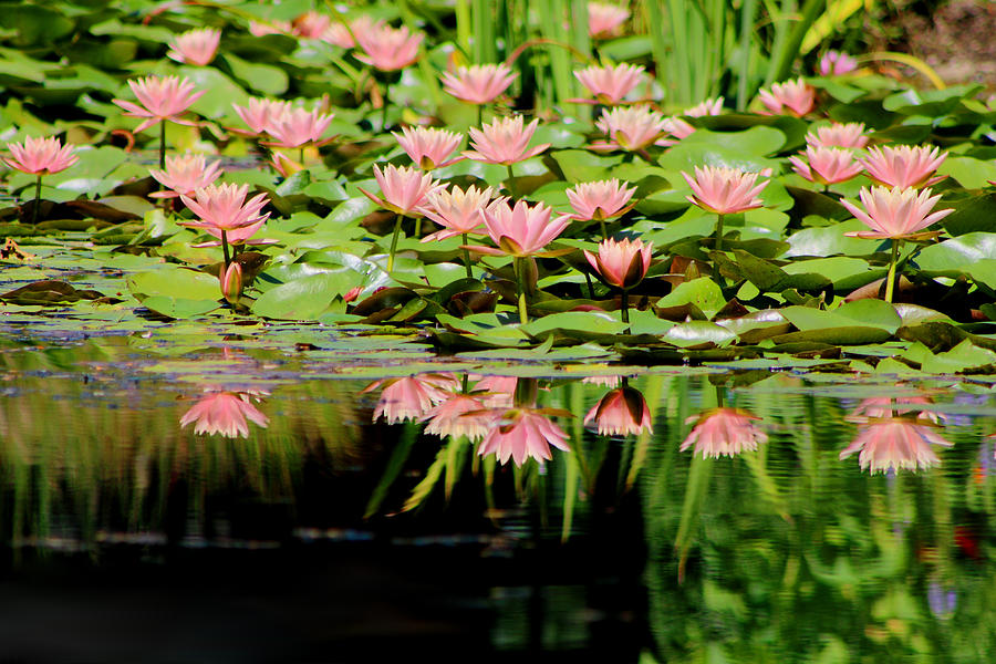 Pretty Pink Pond Reflections Photograph by Living Color Photography Lorraine Lynch