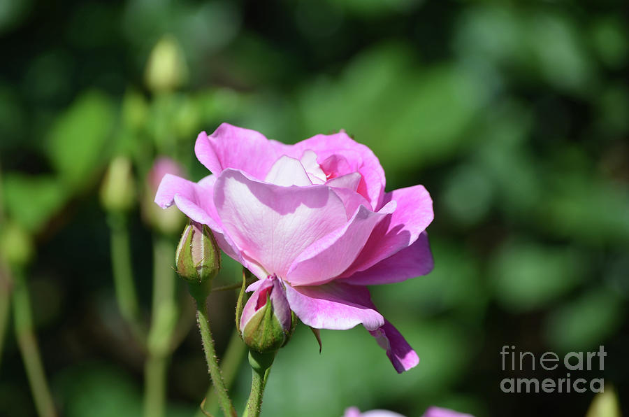 Pretty Pink Rose Blossom and Rosebuds on a Bush Photograph by DejaVu Designs