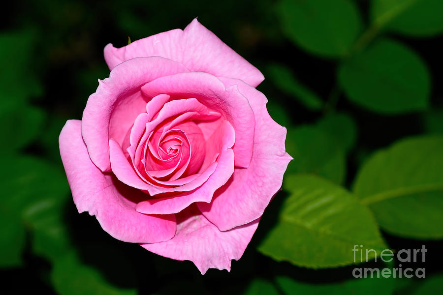 Nature Photograph - Pretty Pink Rose by Kaye Menner by Kaye Menner