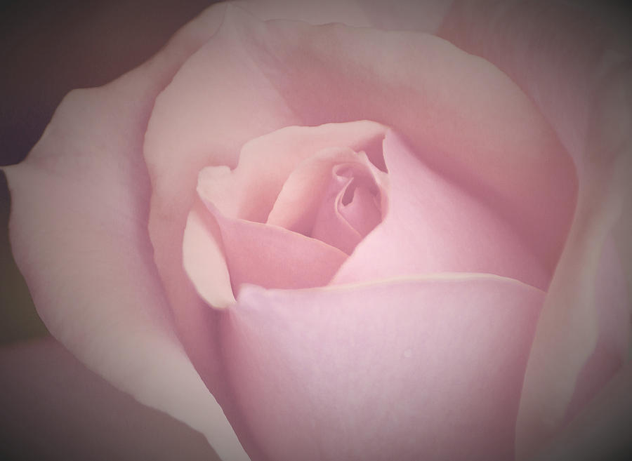 Pretty Pink Rose Photograph by The Art Of Marilyn Ridoutt-Greene