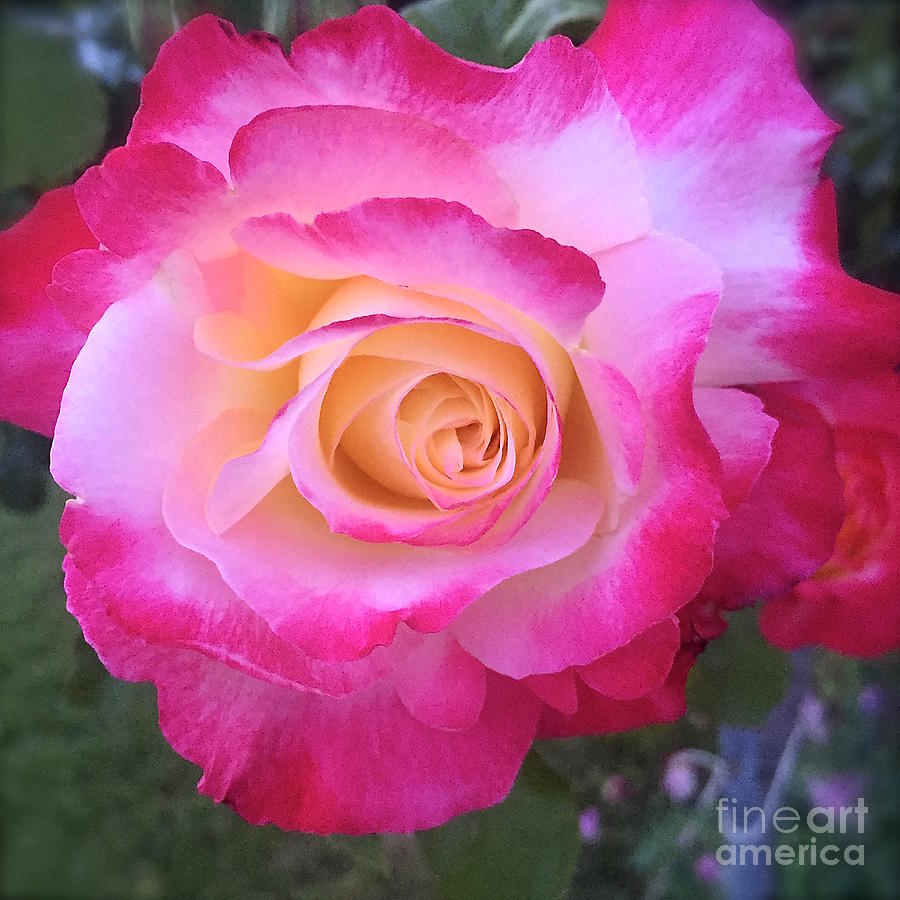 Pretty pink rose Photograph by Wonju Hulse