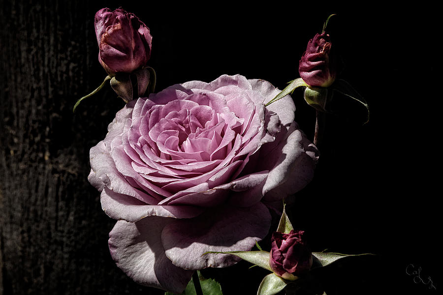 Rose Photograph - Pretty pink roses by Camille Lopez