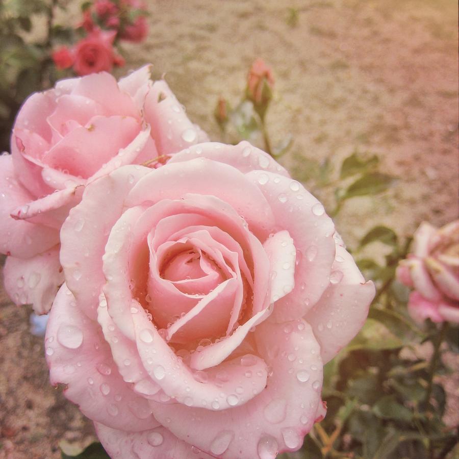 Pretty Pink Roses Photograph