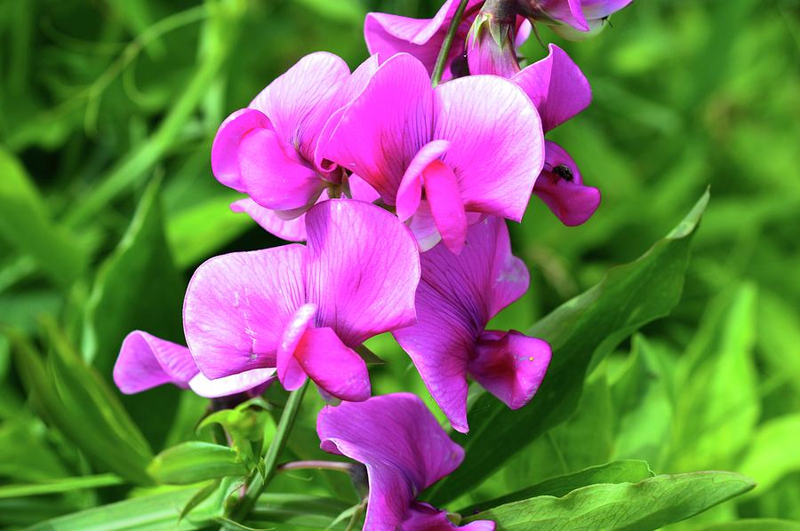 Pretty Pink Sweetpea  Photograph by Lyle Crump