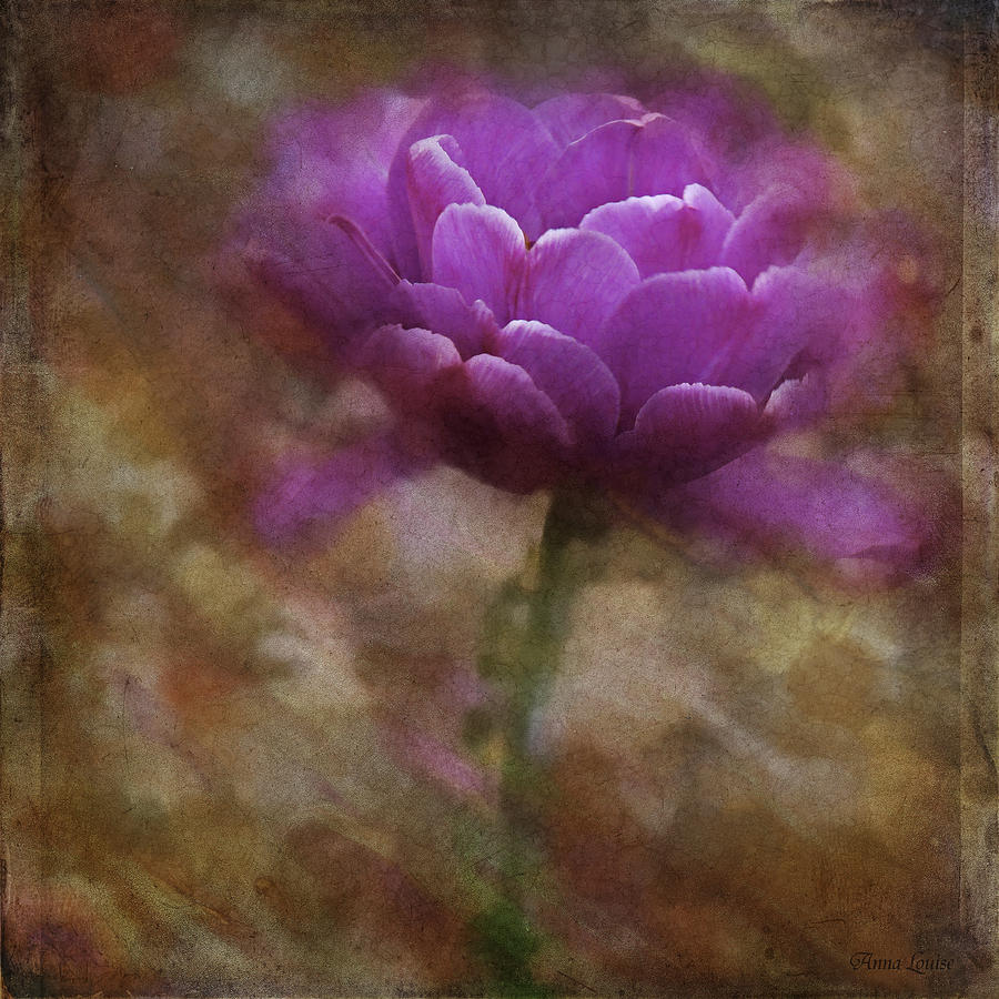 Pretty Pink Tulip Photograph by Anna Louise