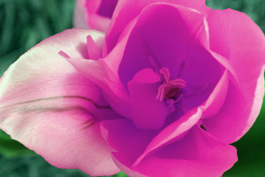 Tulip Photograph - Pretty Pink Tulip by Carolyn Stagger Cokley