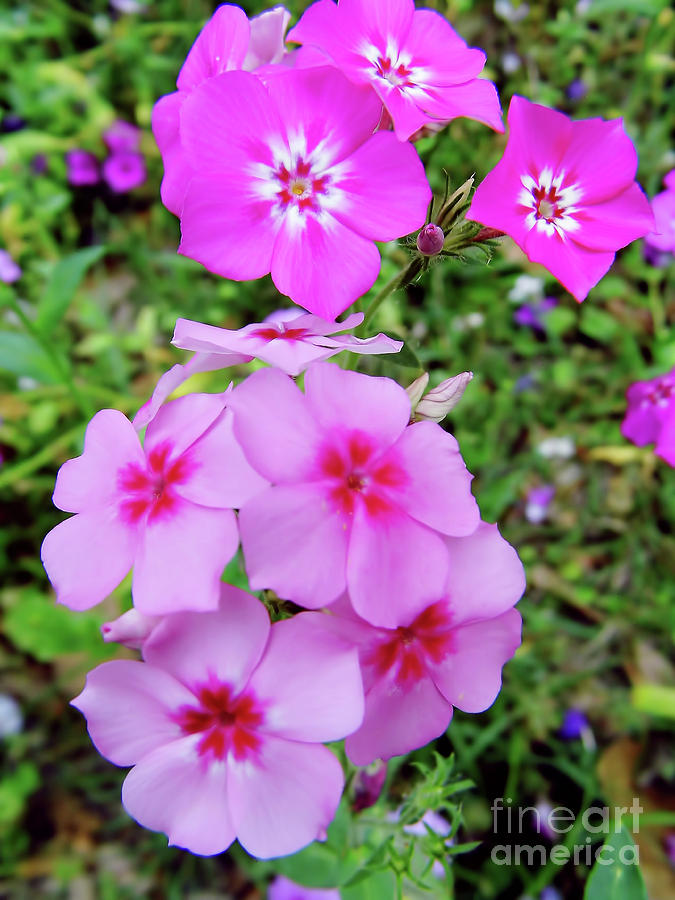 Flower Photograph - Pretty - Pink - Wildflowers by D Hackett