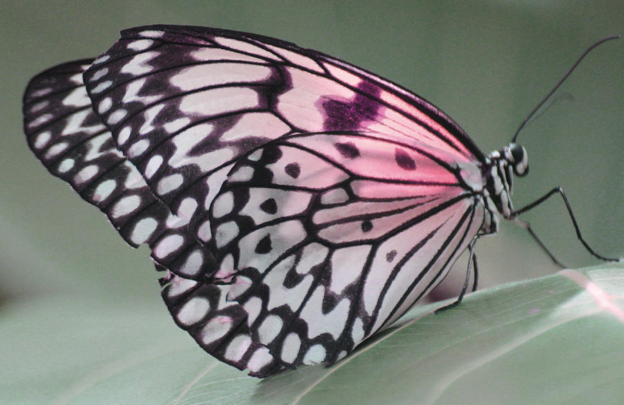 Pretty Pink Wings of Butterfly Photograph by The Art Of Marilyn Ridoutt-Greene