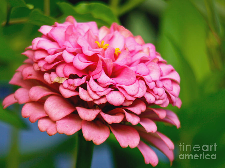 Pretty Pink Zinnia Flower Photograph by Carol F Austin