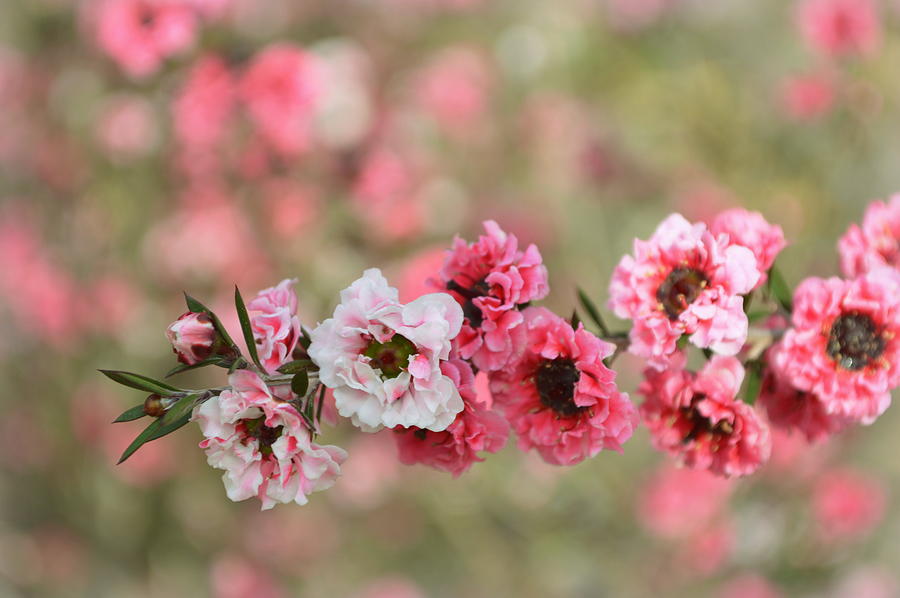 Spring Photograph - Pretty Pinks by Linda Covino