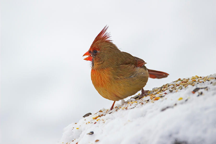 Cardinal Photograph - Pretty Plumage - Northern Cardinal - Cardinalis cardinalis by Spencer Bush