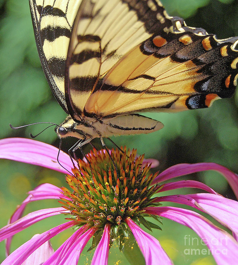 Pretty Pollinator Photograph by Ron Long