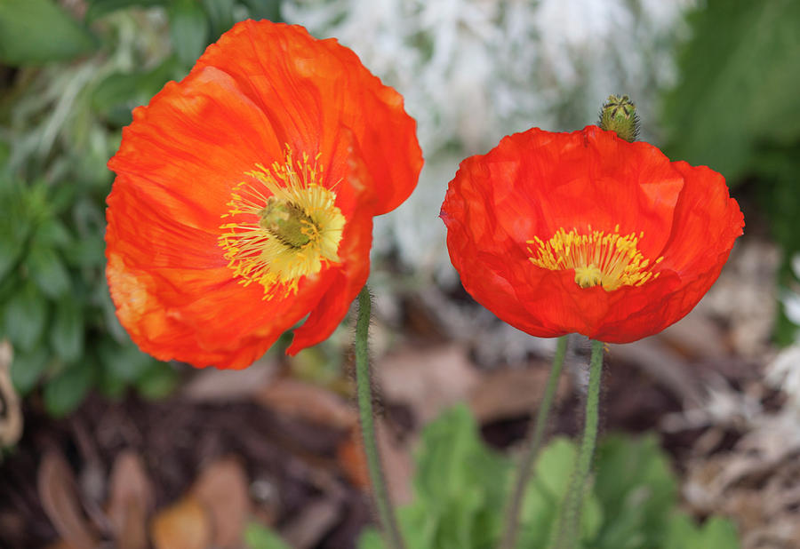 Pretty Poppies Photograph by Suzanne Gaff