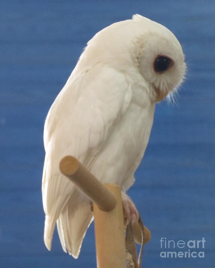 Owl Photograph - Pretty Pose by Luna The Rescued White Leucistic Eastern Screech Owl  by Barbie Corbett-Newmin