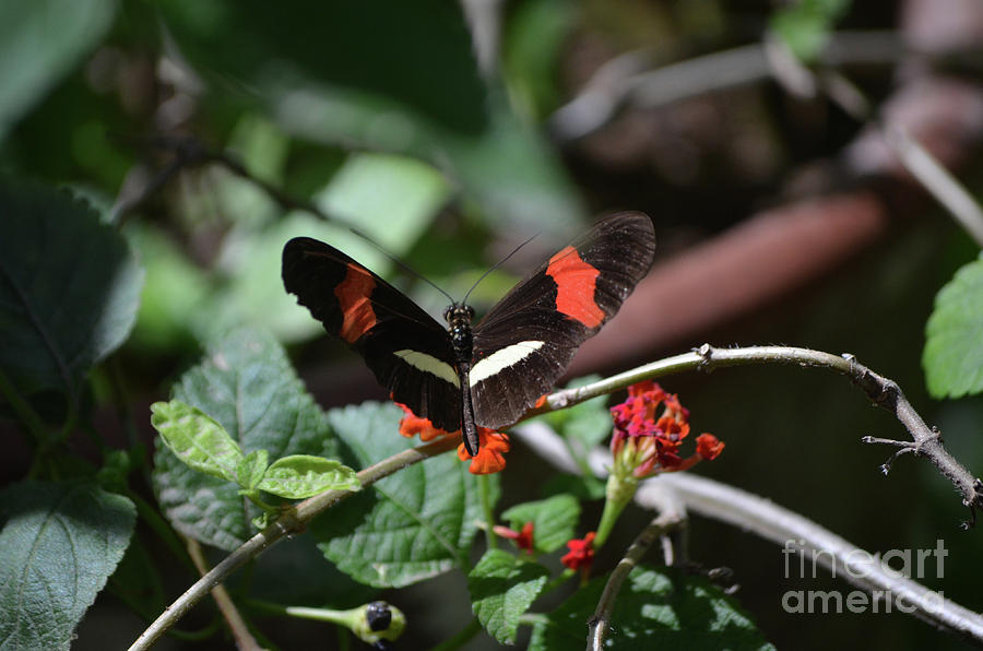 Pretty Postman Butterfly Sitting on a Flower in a Garden Photograph by DejaVu Designs
