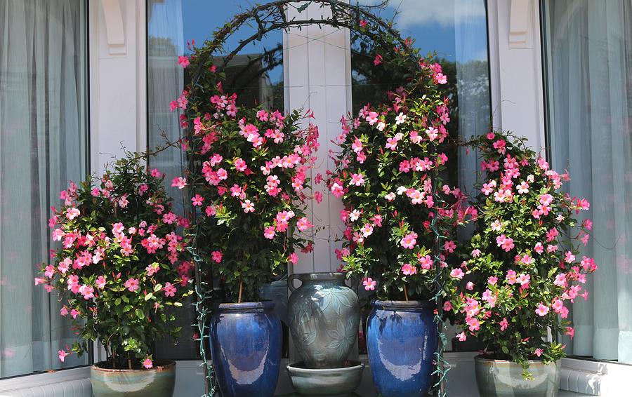 Pretty Pots In Pink Photograph by Living Color Photography Lorraine Lynch