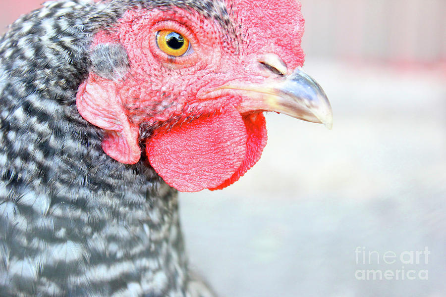 Pretty Poultry Photograph by Becqi Sherman