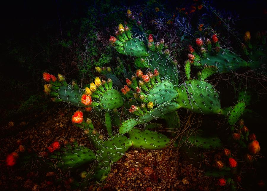 Pretty Prickly Photograph by Hans Brakob
