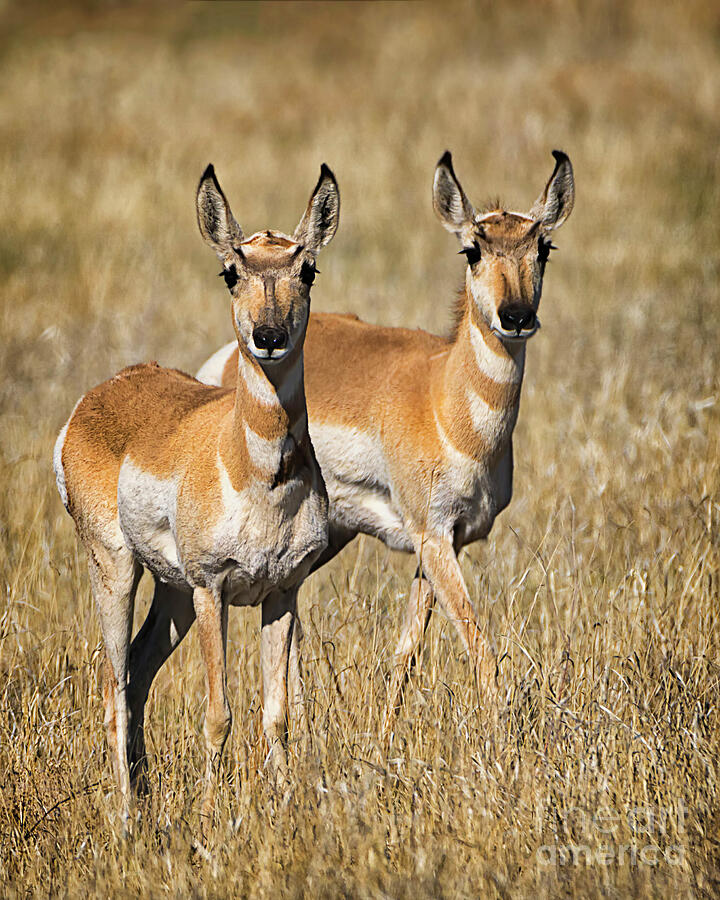 Pretty Pronghorn Pair Photograph by Priscilla Burgers