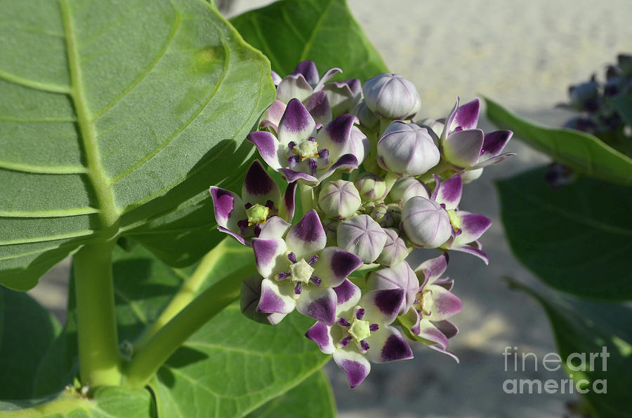 Pretty Purple and White Flowering Aruban Wild Flowers Photograph by DejaVu Designs