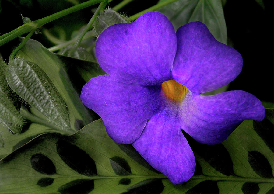 Pretty Purple Flower Photograph by Nancy Griswold