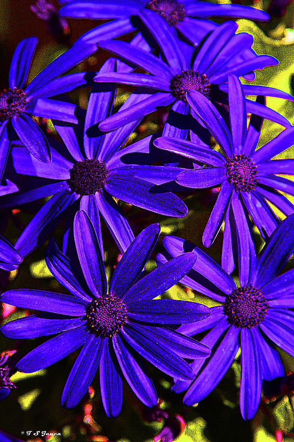 Pretty Purple Flowers Digital Art by Tom Janca